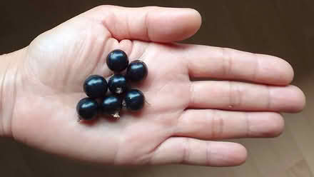 Photo of free Blackcurrant Baby Plants (Sefton L21) #2