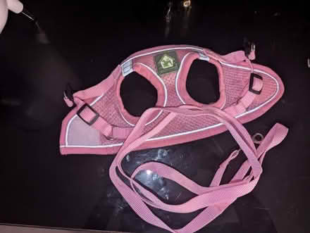 Photo of free Cat or dog harness and lead. Really small (Bromley North BR1) #1