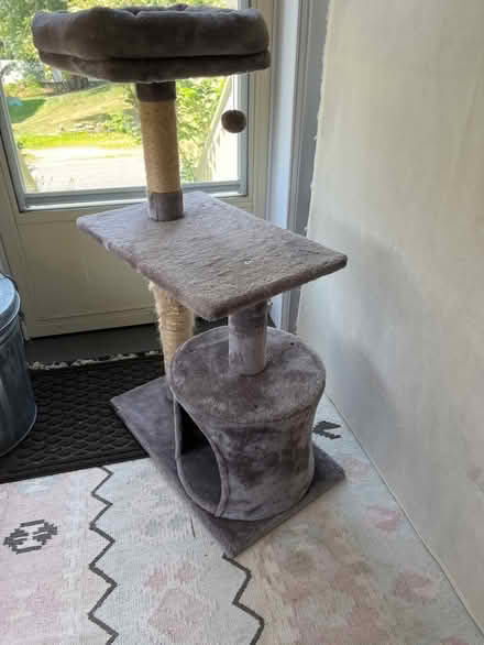 Photo of free Cat Climber (South End Newburyport border) #1