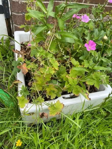 Photo of free Garden plant pots (PR2) #2