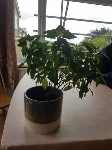 Photo of free Poinsettia plant (Woodingdean BN2) #1