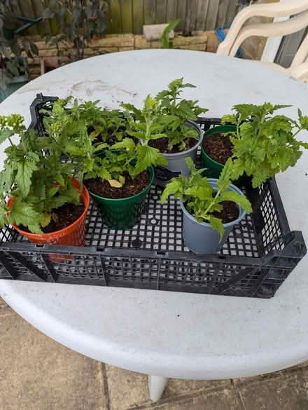 Photo of free Verbena plants (Easthampstead RG12) #1