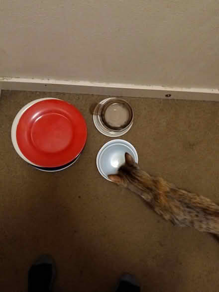 Photo of free A few plates & bowls (White Center) #1