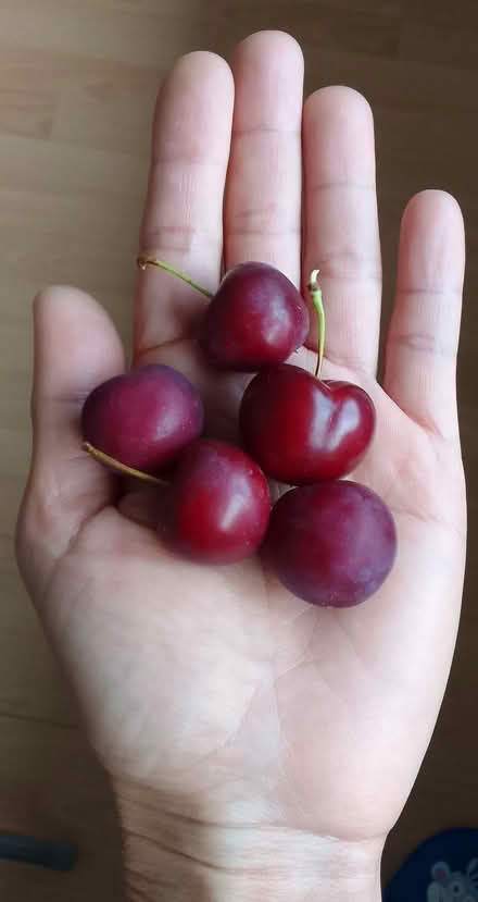 Photo of free Cherry Baby Plant (Sefton L21) #2