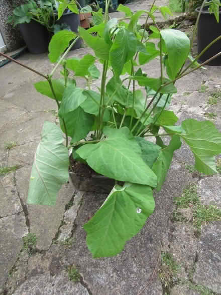 Photo of free 10 runner bean plants (Littleover DE23) #1