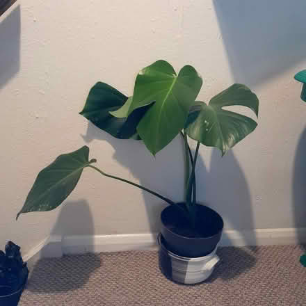 Photo of free Cheese plant. (Cashes Green GL5) #1