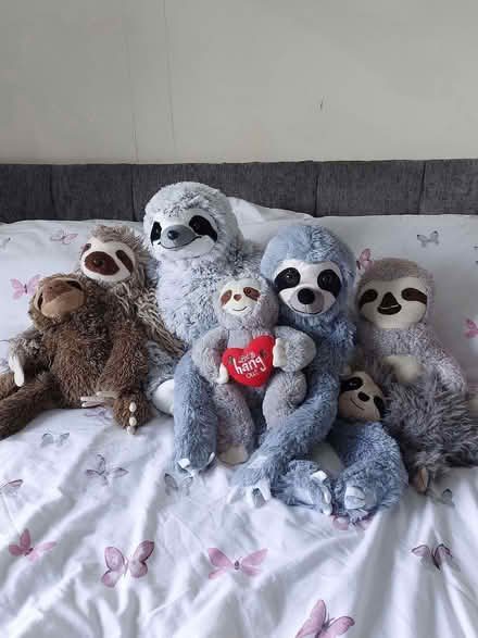 Photo of free Sloths (DE22 mackworth) #1