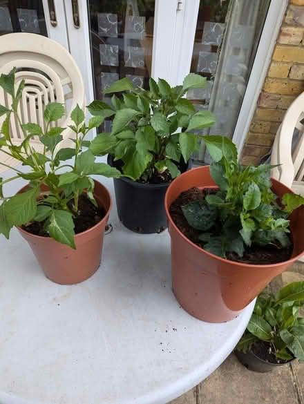 Photo of free Dahlia plants (Easthampstead RG12) #1