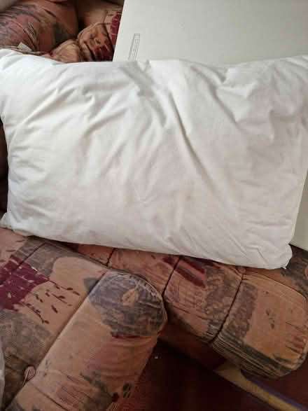 Photo of free 2 pillows (Fromefield BA11) #1