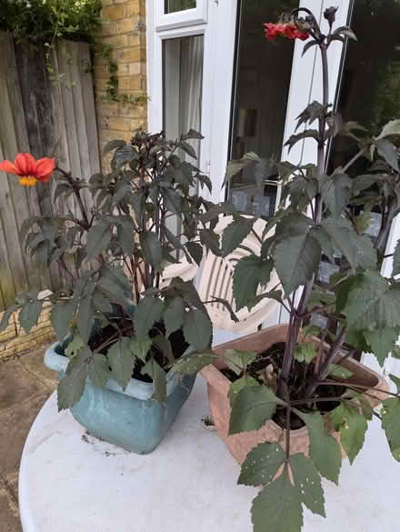 Photo of free Dahlia plants (Easthampstead RG12) #1