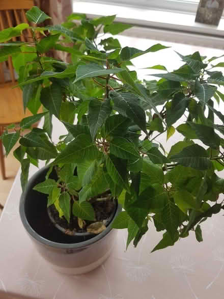 Photo of free Poinsettia plant (Woodingdean BN2) #2