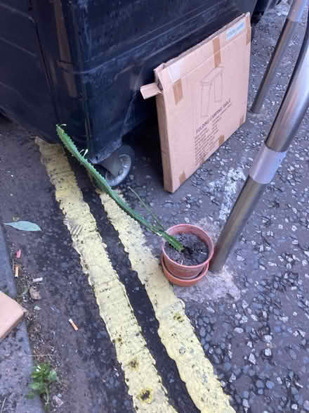 Photo of free plant (Leith, EH6) #1