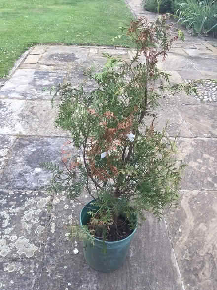 Photo of free Leylandii tree in pot (luton LU3) #1