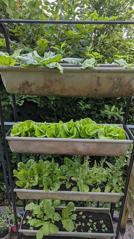 Photo of free Garden veg planter (Bramley) #1