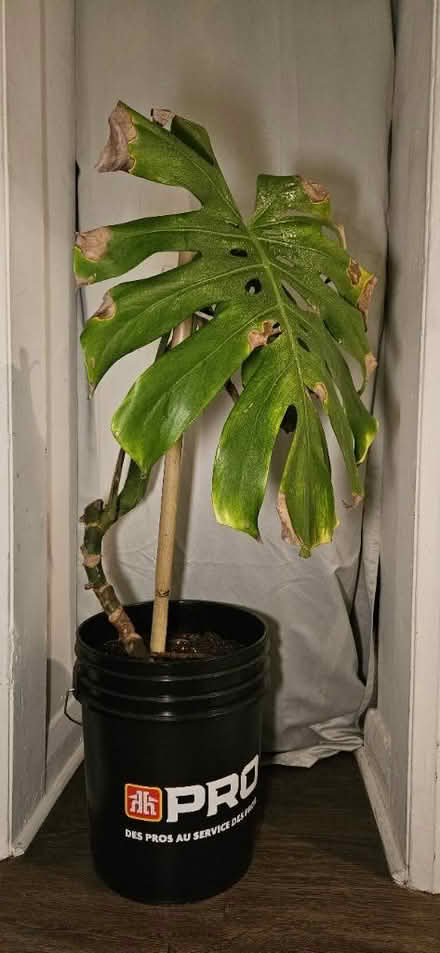 Photo of free 2' tall monstera (little italy) #1