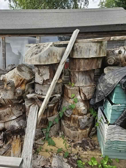 Photo of free Wood (Coventry binley) #1