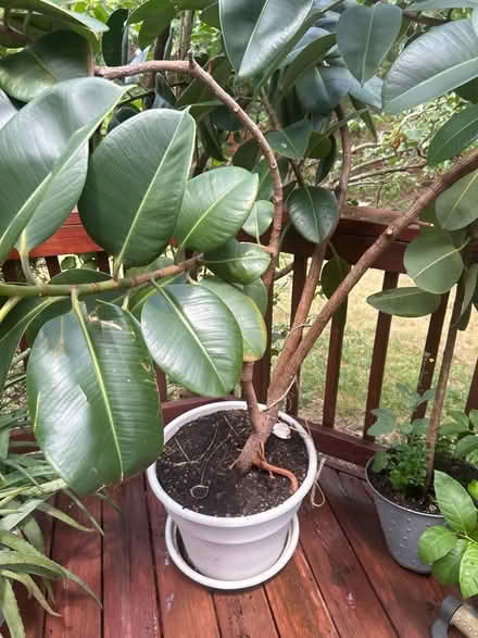 Photo of free Large Rubber Tree Plant- 6ft tall (Ashburn, Virginia) #1