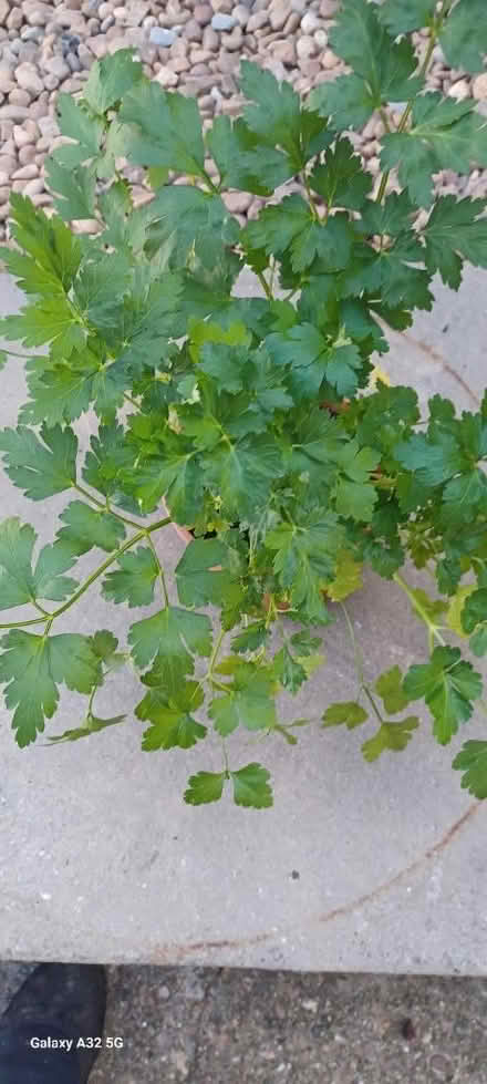 Photo of free Parsley (DE56 neather heage) #1