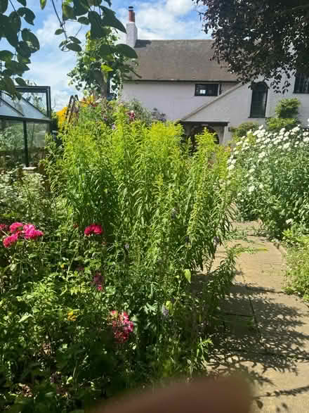 Photo of free Golden Rod (DE7) #1