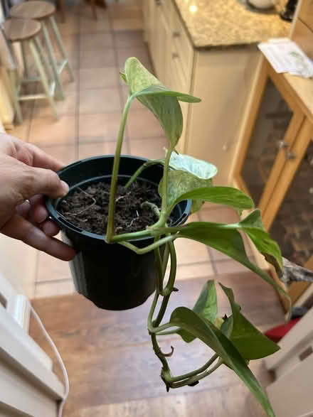 Photo of free 4 houseplants with 3 pots (Chiswick W4) #3