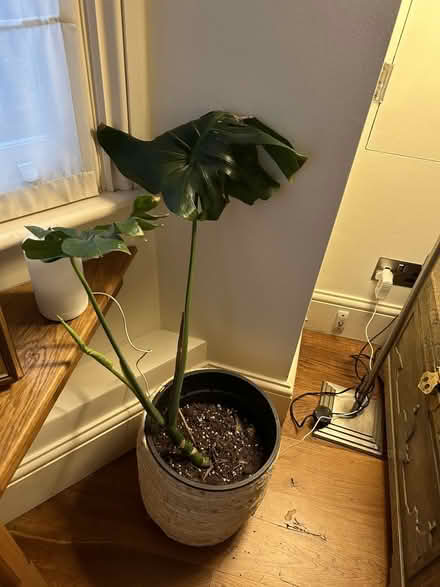 Photo of free 4 houseplants with 3 pots (Chiswick W4) #4