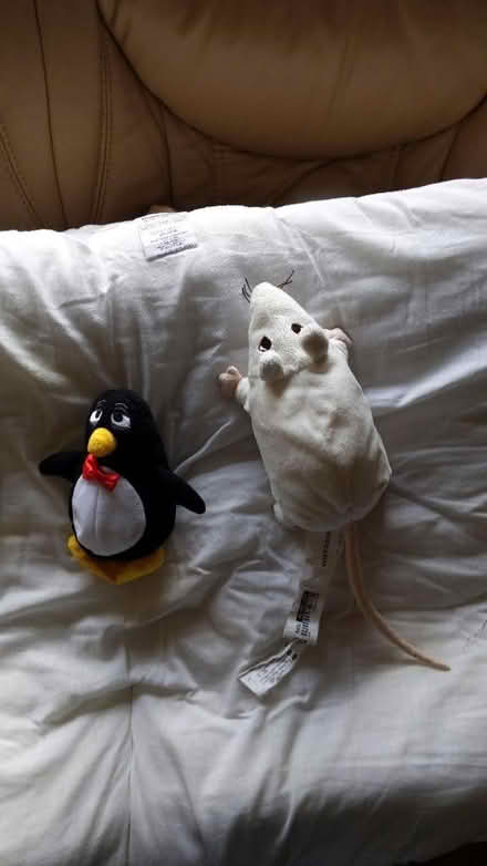Photo of free Small cuddly rat and penquin (CM15 Shenfield) #1