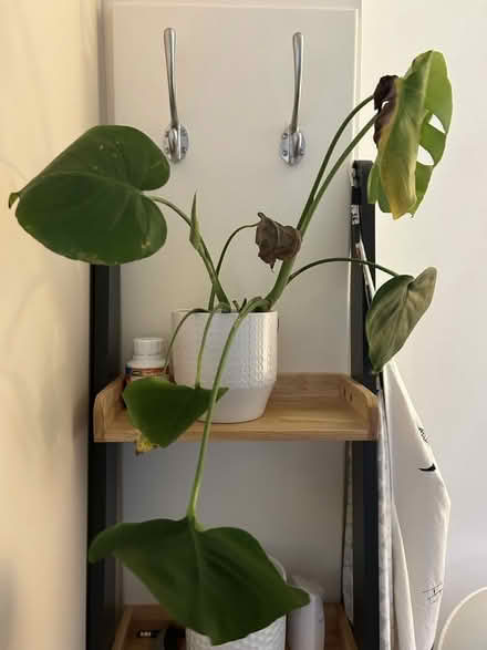 Photo of free 4 houseplants with 3 pots (Chiswick W4) #1
