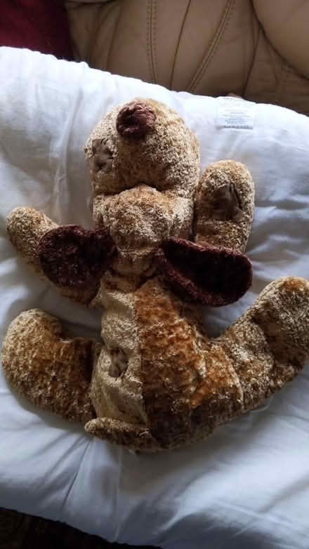 Photo of free Cuddly dog (CM15 Shenfield) #1