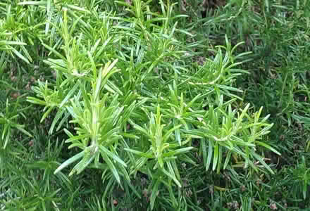 Photo of free Rosemary (Thornton Heath CR7) #1