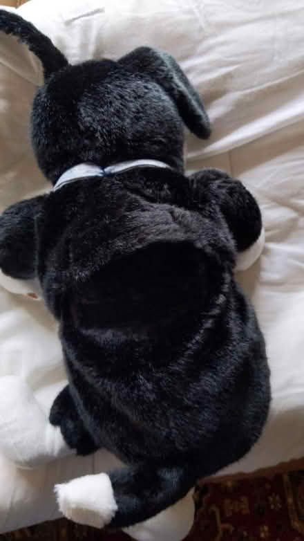 Photo of free Dog toy (CM15 Shenfield) #2