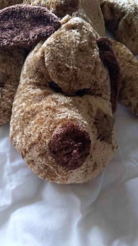 Photo of free Cuddly dog (CM15 Shenfield) #2