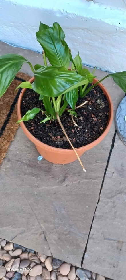 Photo of free Indoor peace lilly (DE56 neather heage) #1