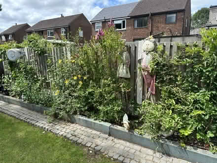 Photo of free Garden Bushes/Shrubs (Lostock Hall PR5) #2