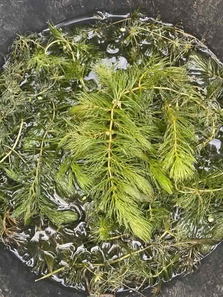 Photo of free Oxygenating pond plant (Kenilworth CV8) #1