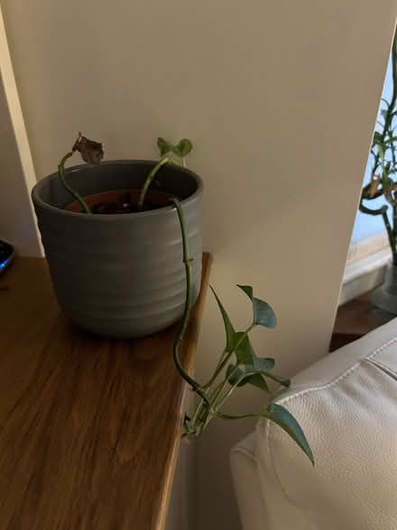 Photo of free 4 houseplants with 3 pots (Chiswick W4) #2