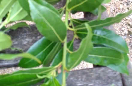 Photo of free Bay leaves (Thornton Heath CR7) #1
