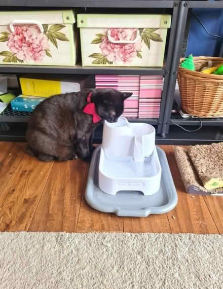 Photo of free Cat mate water fountain (Hornsey/Crouch End N8) #1