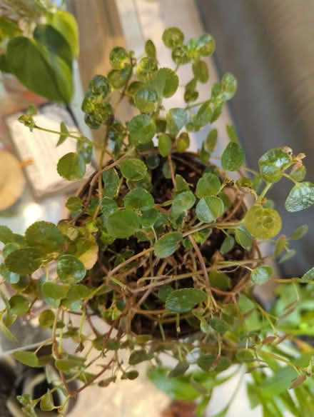 Photo of free Plant (Golders green NW11) #2