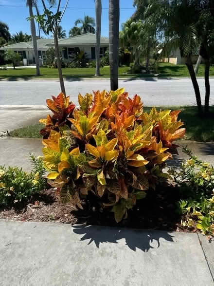 Photo of free Two Large Stop Light Crotons (Lake Worth Beach) #1