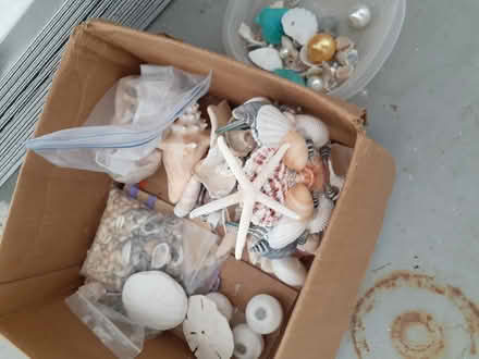 Photo of free Seashell craft items (Heights of Jupiter) #1