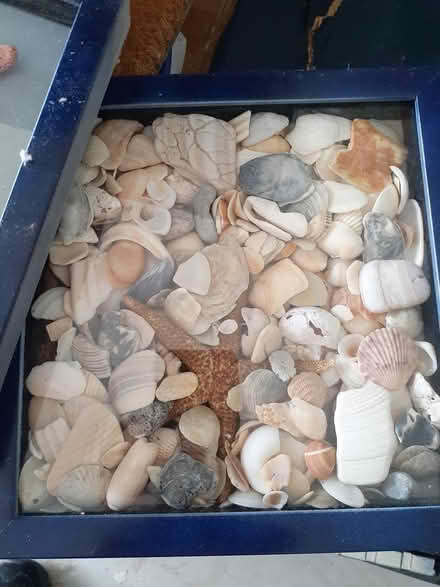 Photo of free Seashell craft items (Heights of Jupiter) #4