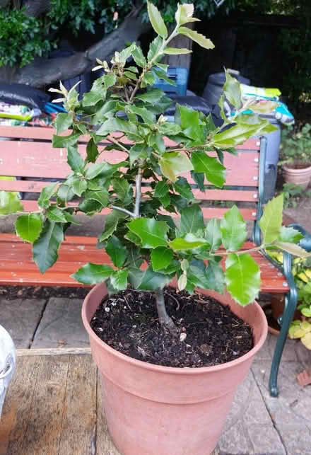 Photo of free Evergreen oak (Cosham) #1