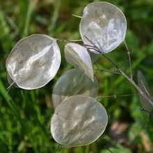 Photo of Honesty Lunaria plant stems (March PE15) #1