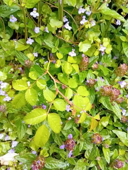 Photo of free Wild Roses (Coundon Bishop Auckland) #1