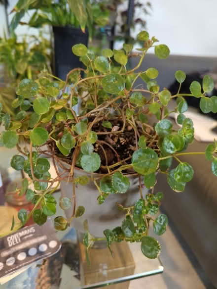 Photo of free Plant (Golders green NW11) #1