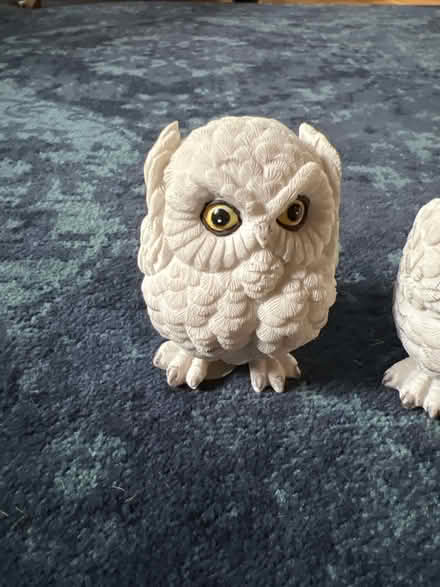 Photo of free Three little owls (W1K) #2