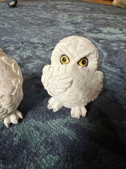 Photo of free Three little owls (W1K) #4