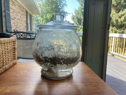 Photo of free Terrarium (Middletown) #1