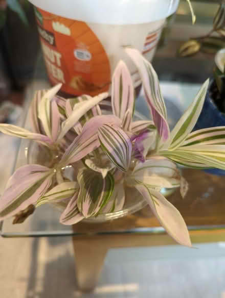 Photo of free Pink tradescantia cuttings (Golders green NW11) #1