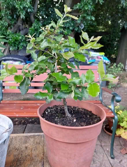 Photo of free Evergreen oak (Cosham) #2